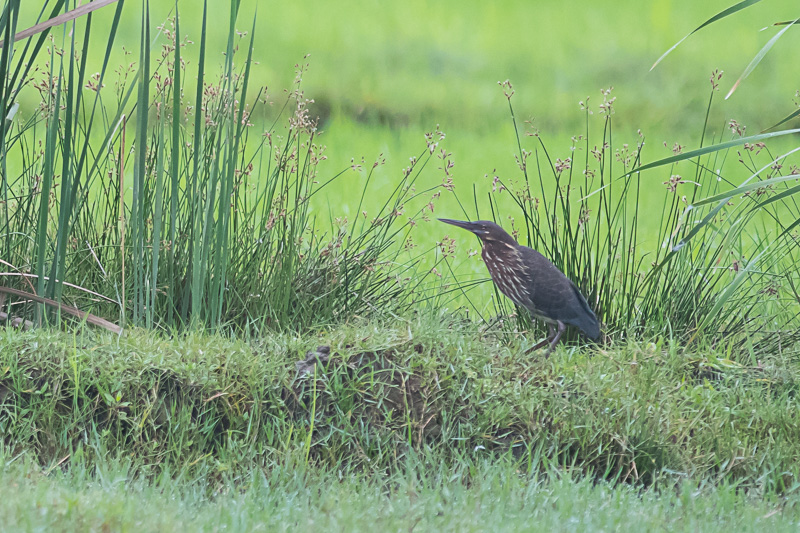 Zwarte Woudaap